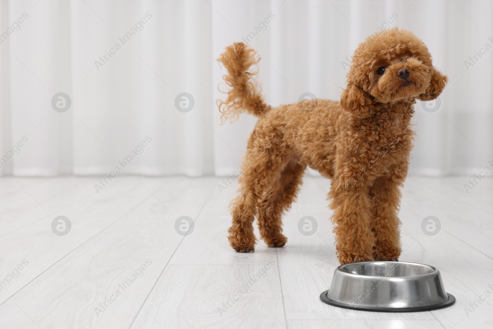 Photo of Cute Maltipoo dog near feeding bowl indoors, space for text. Lovely pet