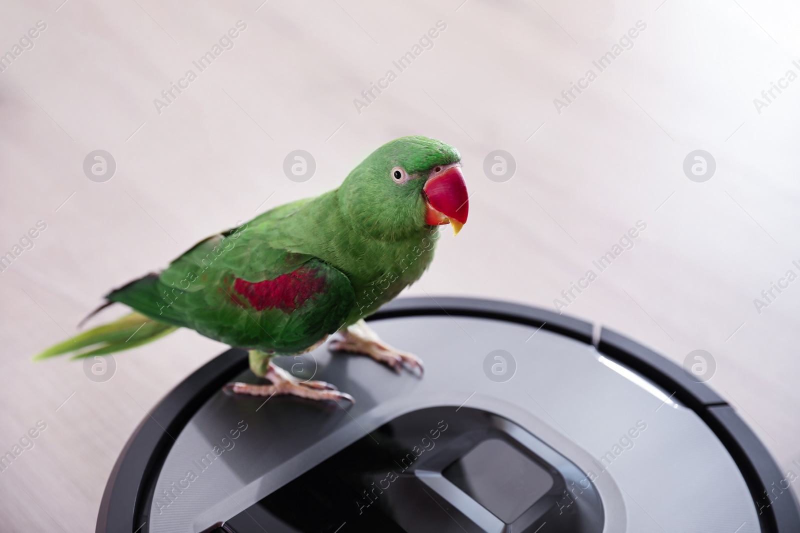 Photo of Modern robotic vacuum cleaner and Alexandrine parakeet on floor indoors