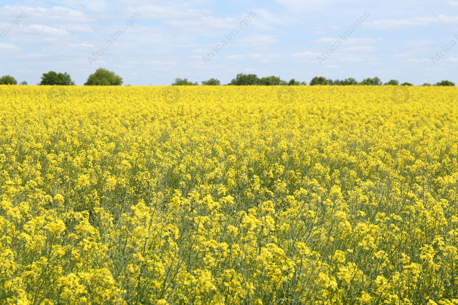 Photo of Beautiful rapeseed flowers blooming in field under blue sky