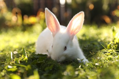 Cute white rabbit on green grass outdoors