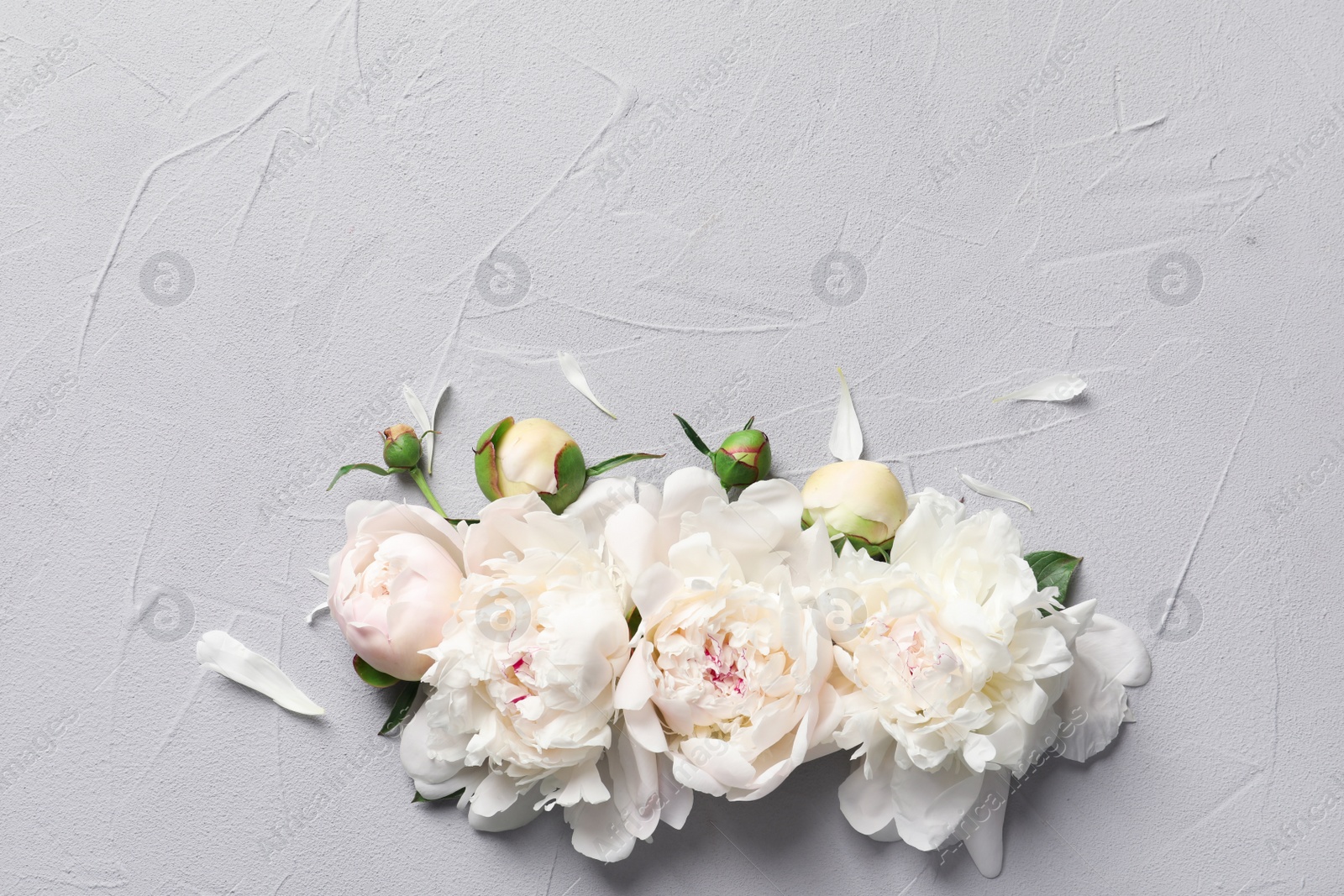 Photo of Beautiful blooming peony flowers on grey background, top view