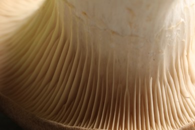 Photo of Fresh oyster mushroom on table, macro view