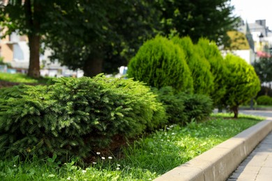 Photo of Beautiful coniferous shrubs growing outdoors, space for text. Gardening and landscaping