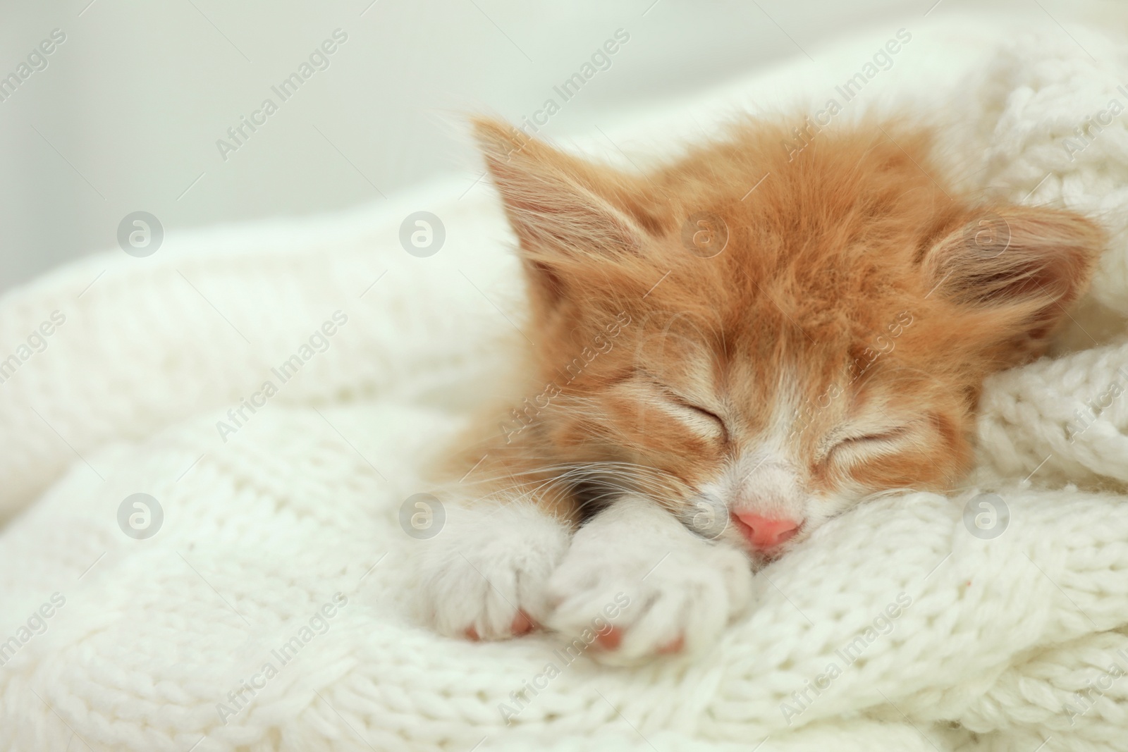 Photo of Cute little red kitten sleeping on white knitted blanket