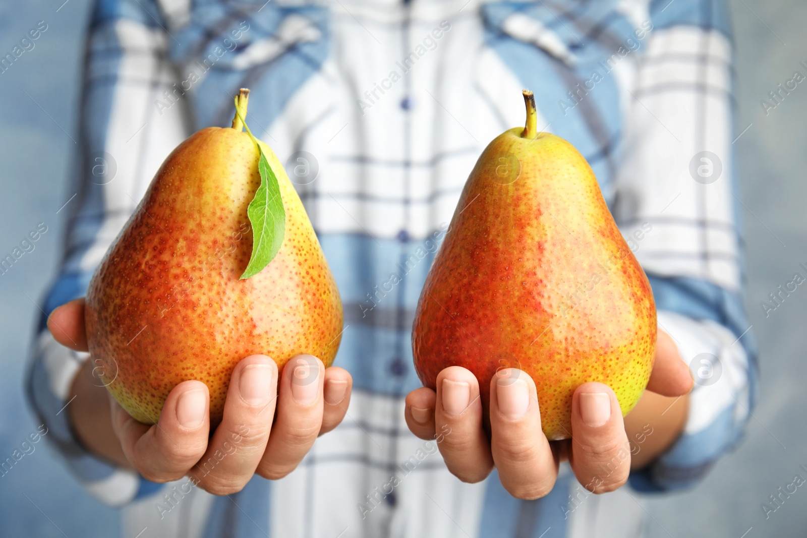 Photo of Woman holding ripe juicy pears on blue background, closeup