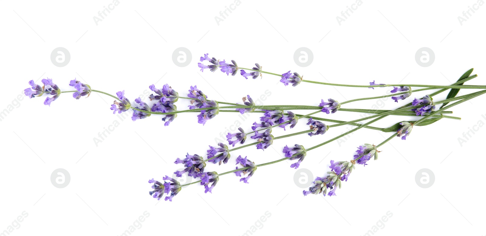 Photo of Beautiful tender lavender flowers on white background