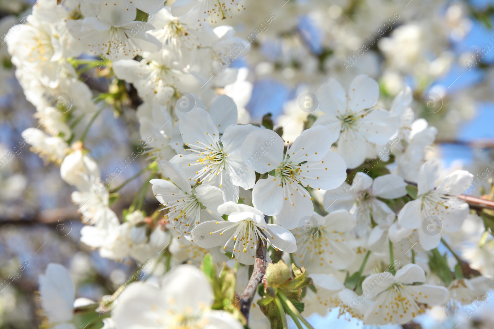 Photo of Closeup view of blooming spring tree on sunny day