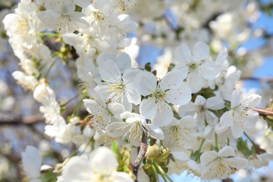 Closeup view of blooming spring tree on sunny day