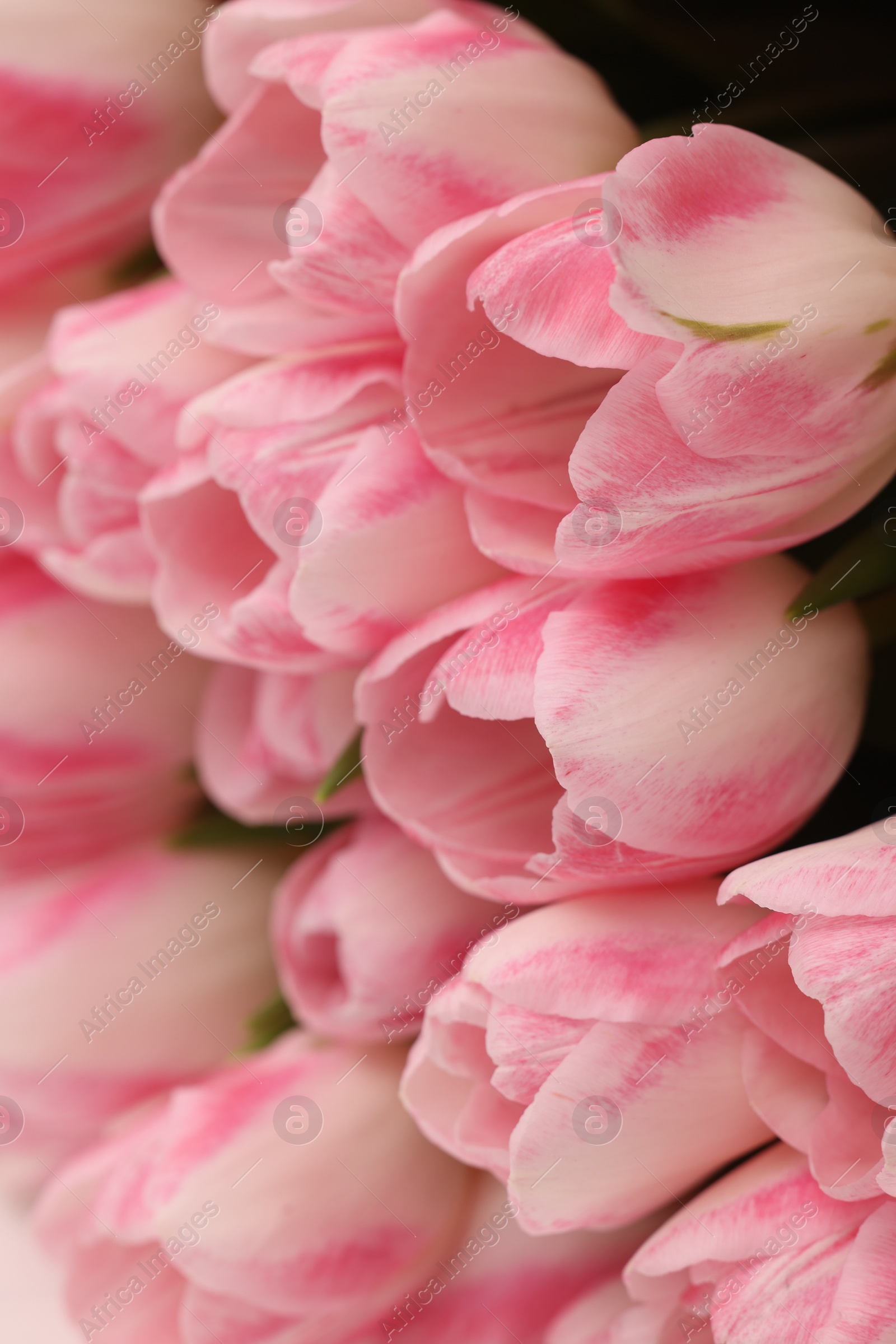 Photo of Beautiful bouquet of fresh pink tulips, closeup