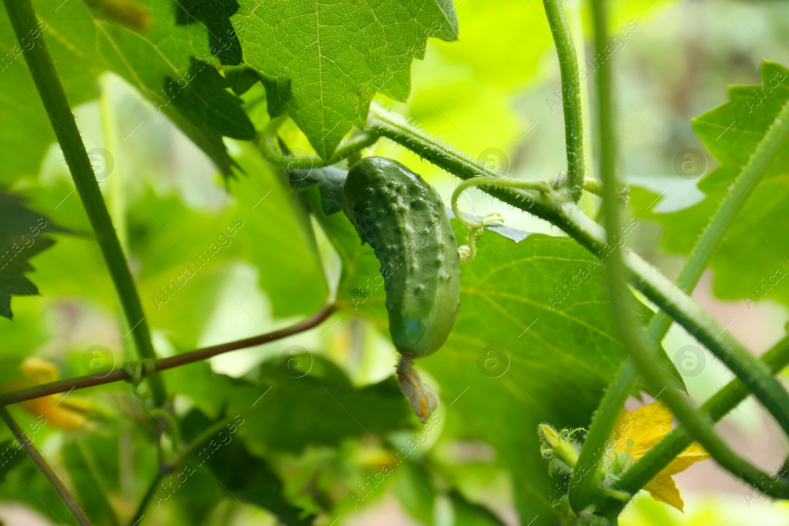 Photo of Cucumber ripening on bush in garden, closeup