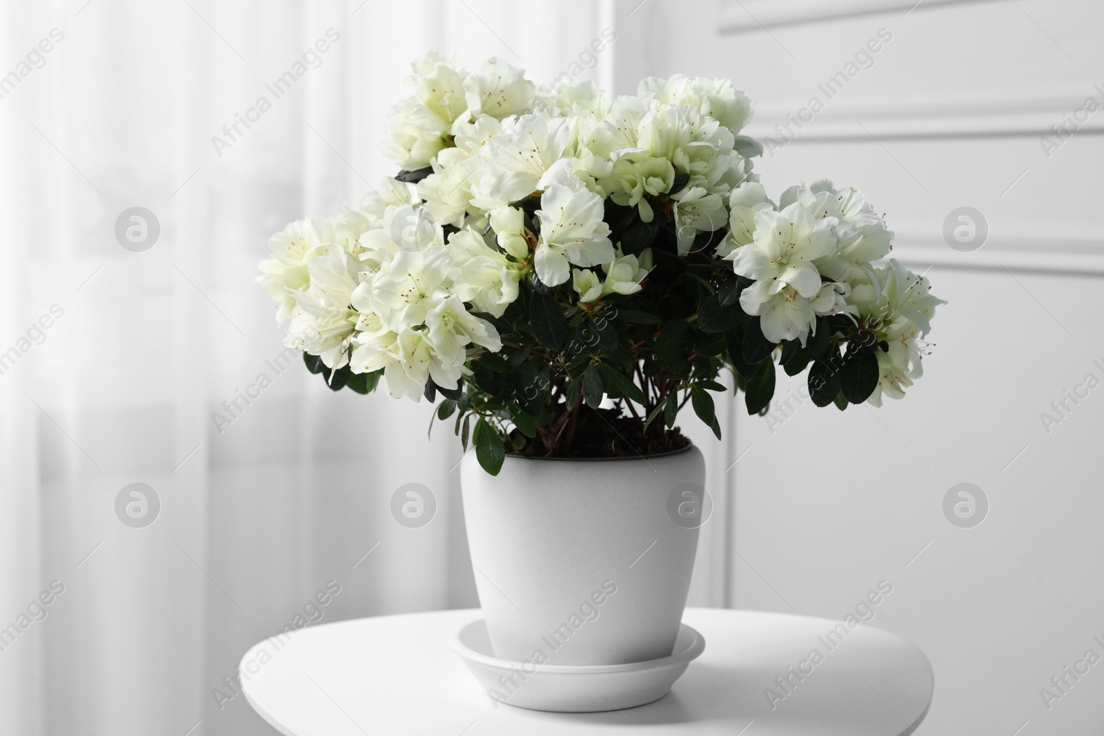 Photo of Beautiful azalea flowers in pot on white table indoors