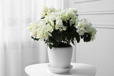 Photo of Beautiful azalea flowers in pot on white table indoors