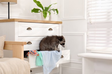 Cute mischievous raccoon playing with clothes in drawer of dresser indoors