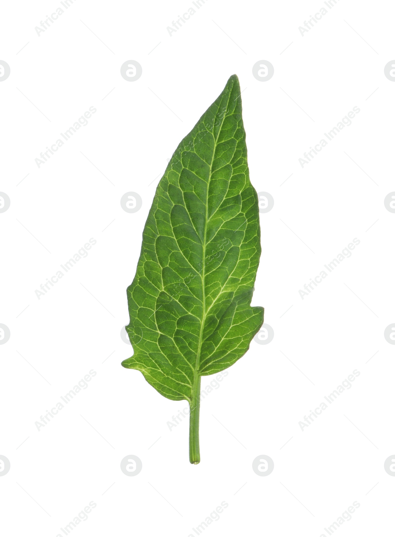 Photo of One green leaf of cherry tomato isolated on white