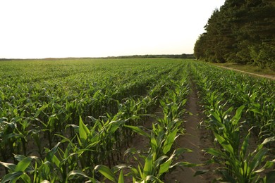 Photo of Beautiful agricultural field with green corn plants on sunny day