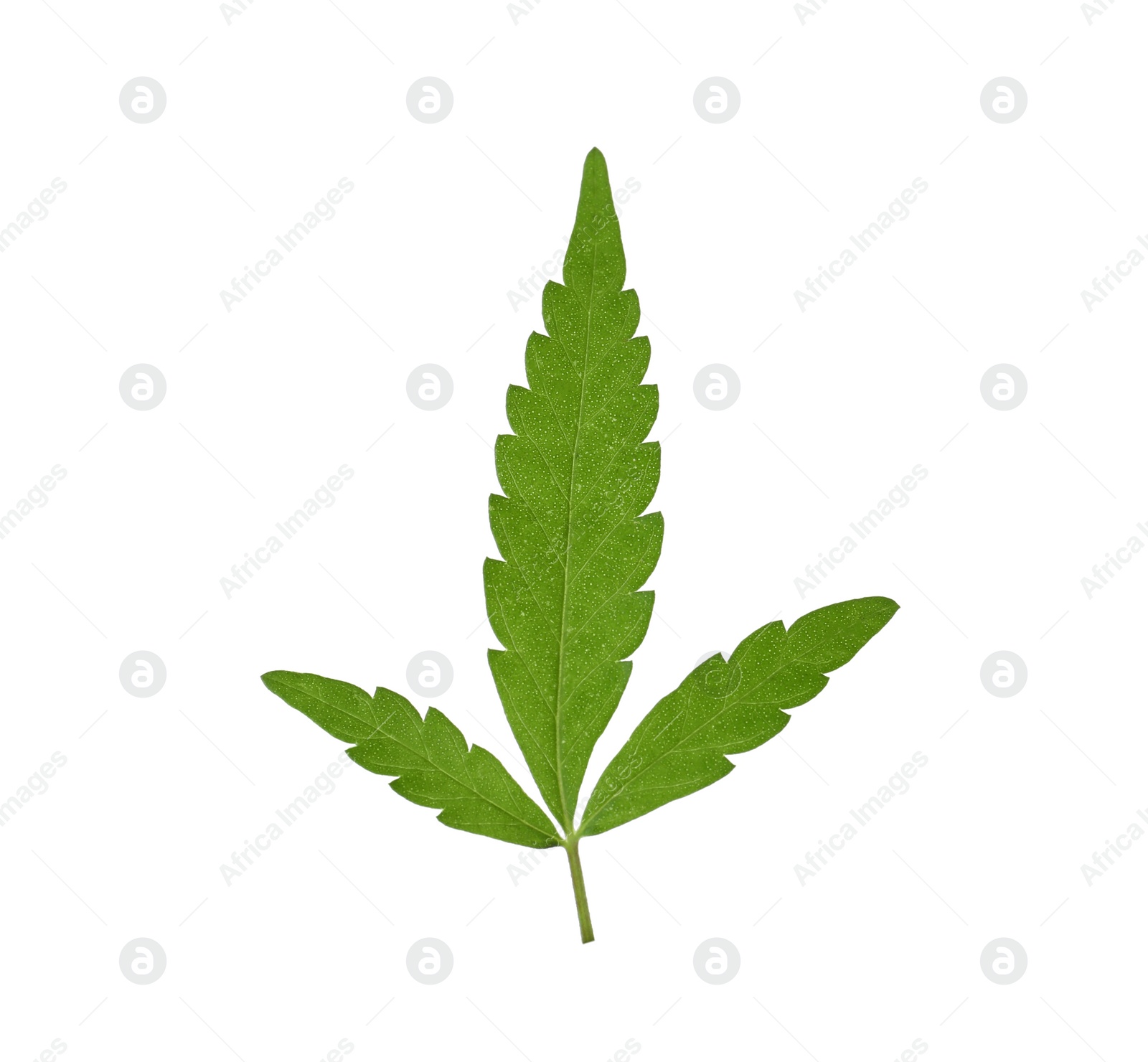 Photo of Fresh green hemp leaf on white background