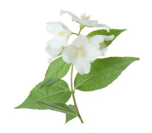 Photo of Branch of jasmine flowers and leaves isolated on white