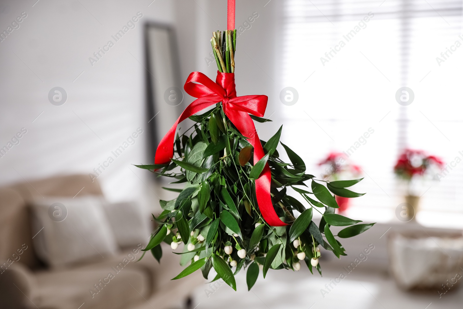 Photo of Mistletoe bunch with red bow hanging indoors. Traditional Christmas decor