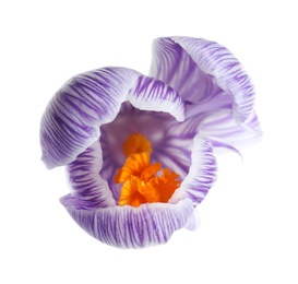 Photo of Beautiful spring crocus flower on white background, top view