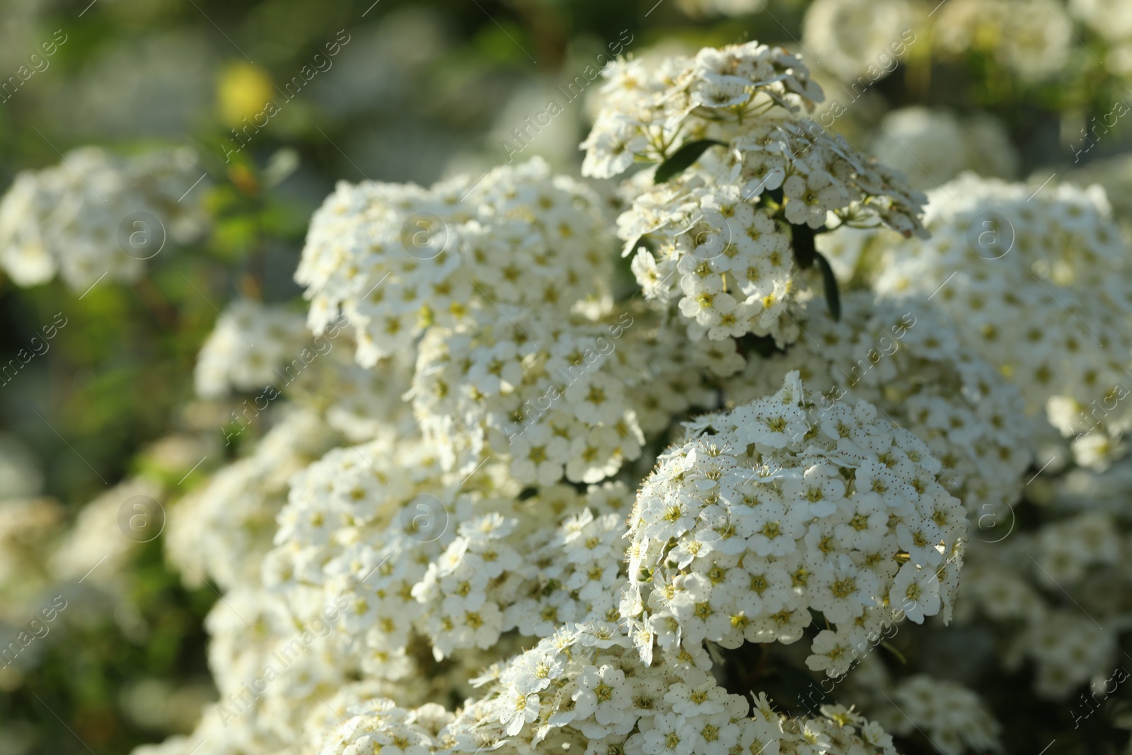 Photo of Beautiful spiraea shrub with white blossom on sunny day, closeup