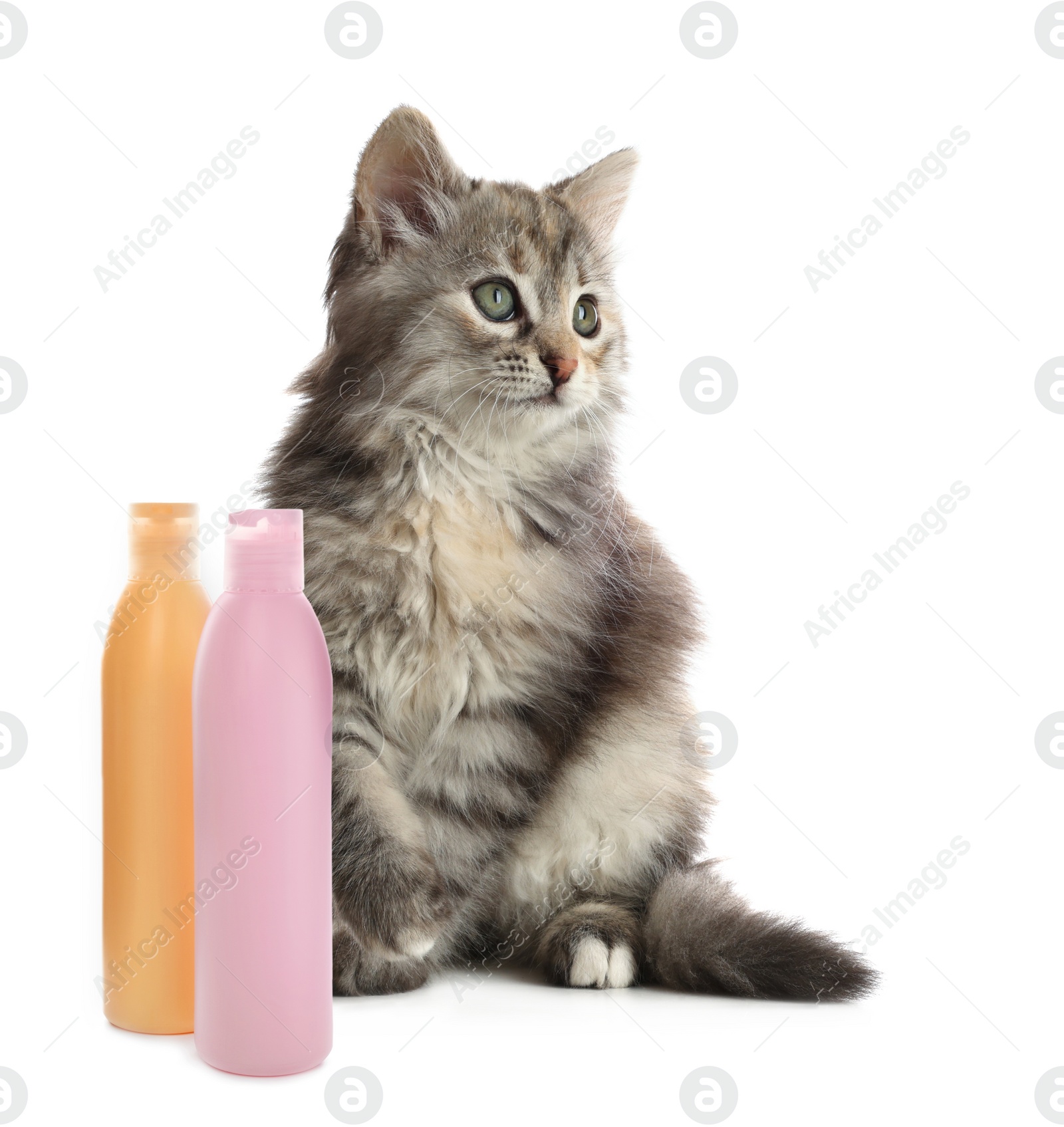 Image of Cute fluffy kitten and bottles of cat shampoo on white background