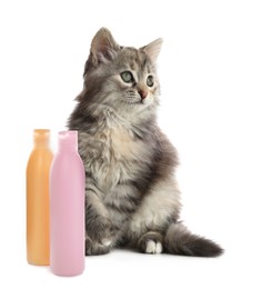 Image of Cute fluffy kitten and bottles of cat shampoo on white background