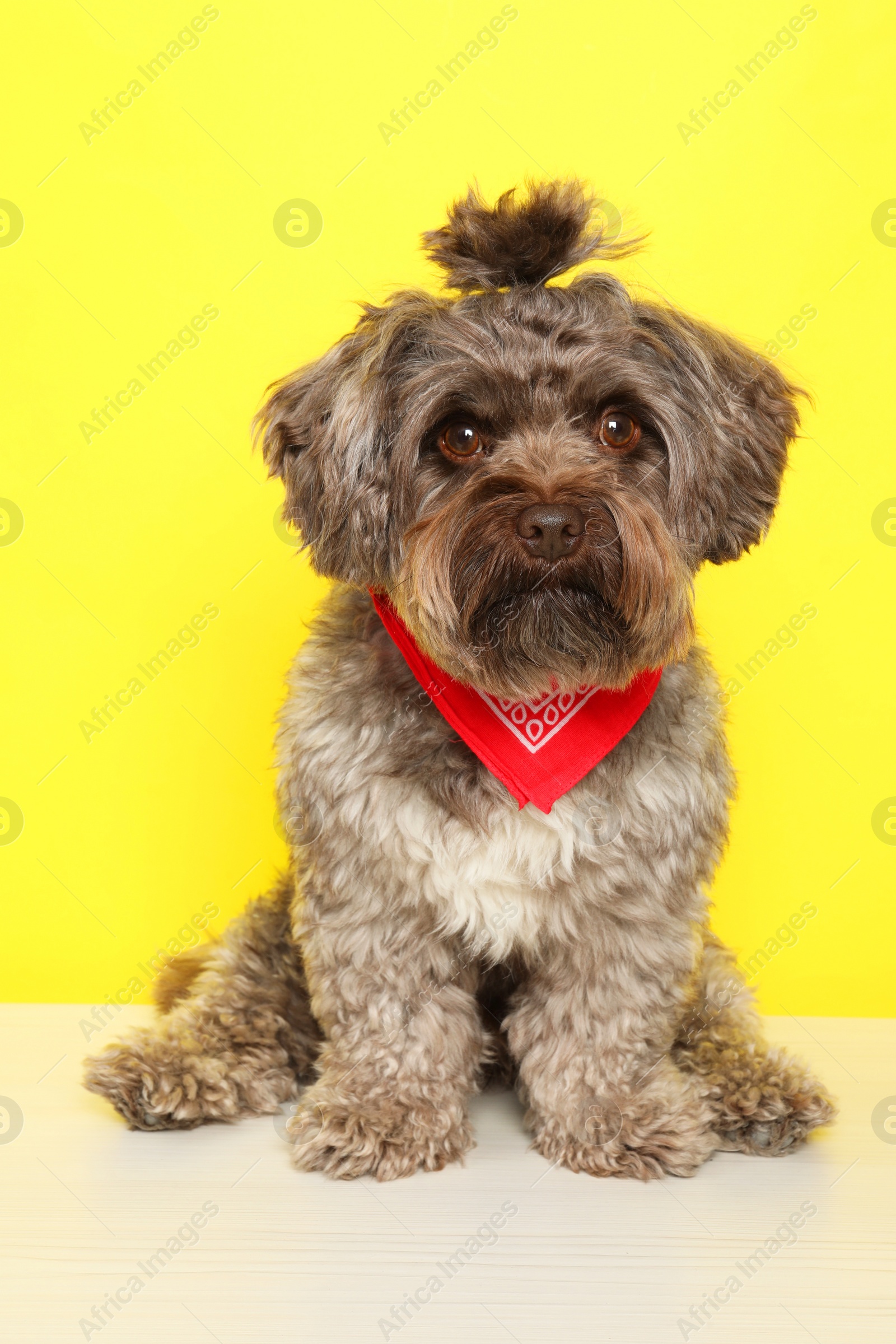 Photo of Cute Maltipoo dog on white table against yellow background. Lovely pet