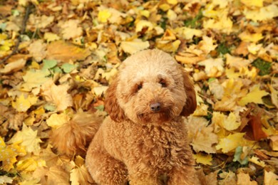 Photo of Cute dog near autumn dry leaves outdoors