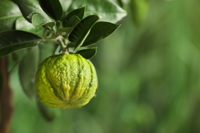 Photo of Closeup view of bergamot tree with fruit outdoors