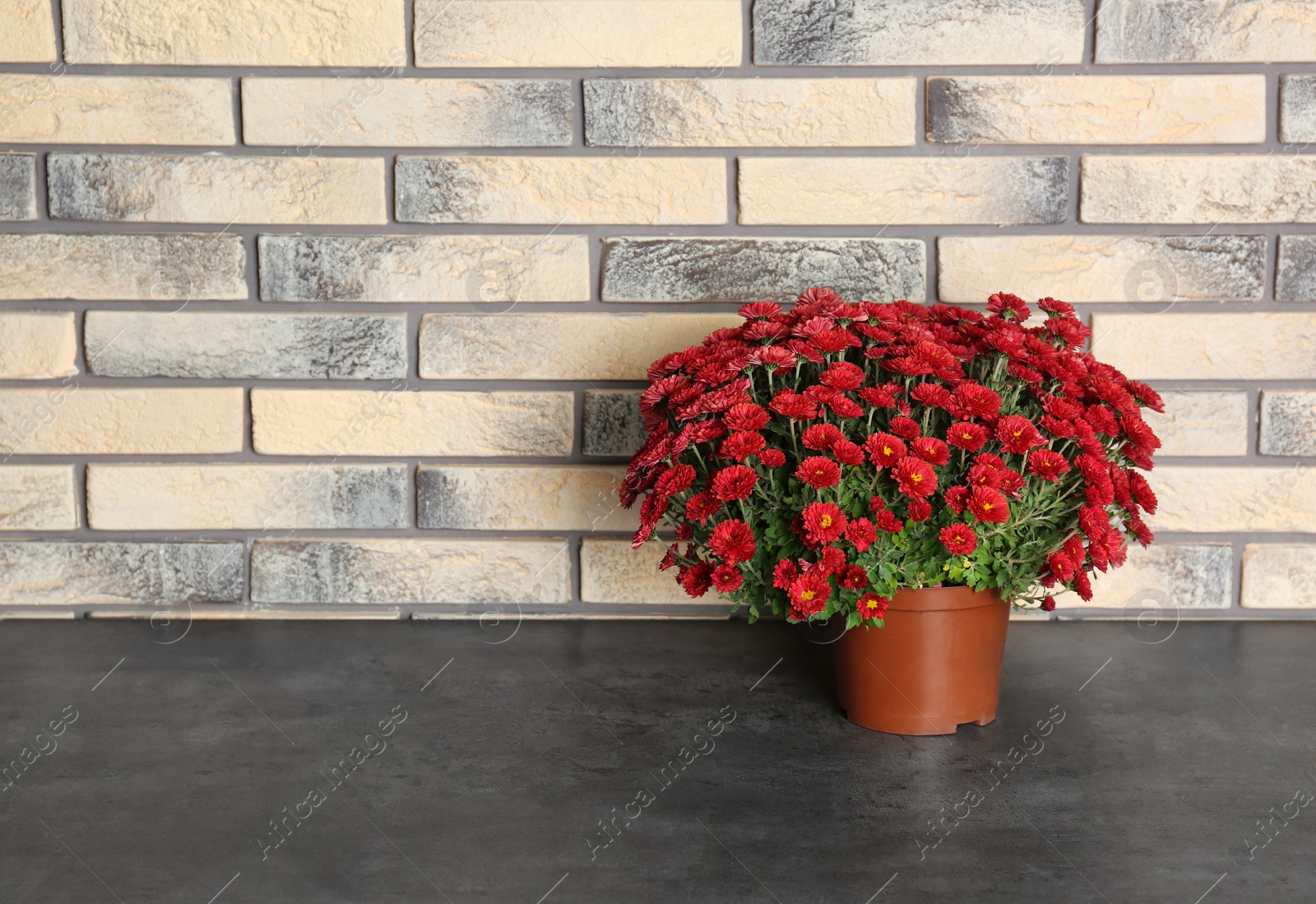 Photo of Beautiful potted chrysanthemum flowers on table near brick wall. Space for text