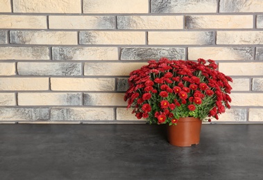 Beautiful potted chrysanthemum flowers on table near brick wall. Space for text