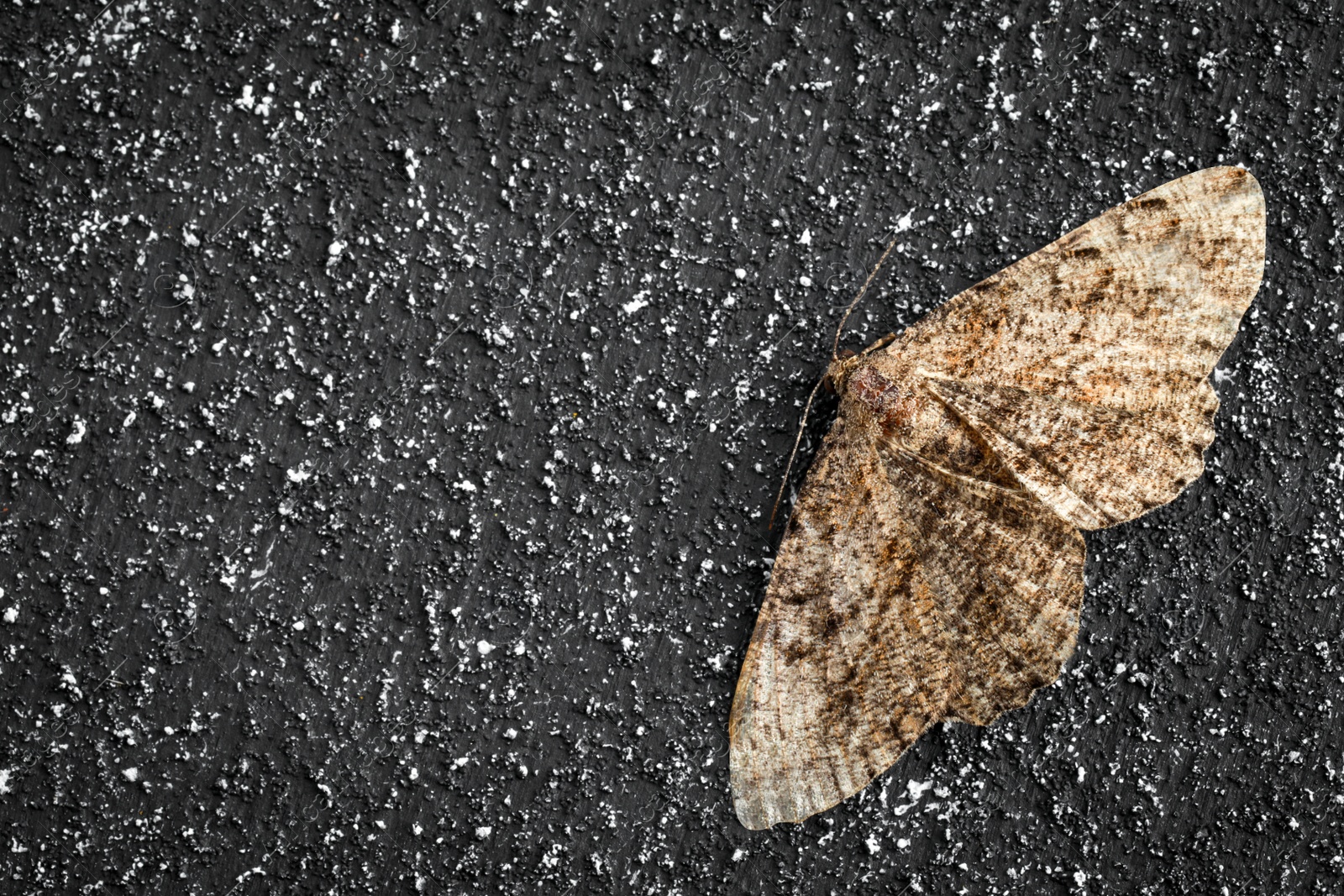 Photo of Alcis repandata moth on black textured background, top view. Space for text