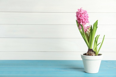 Beautiful hyacinth in flowerpot on light blue wooden table. Space for text