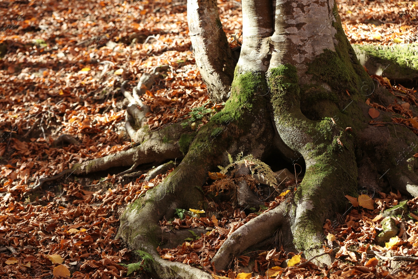 Photo of Tree roots with green moss and autumn leaves on ground in forest