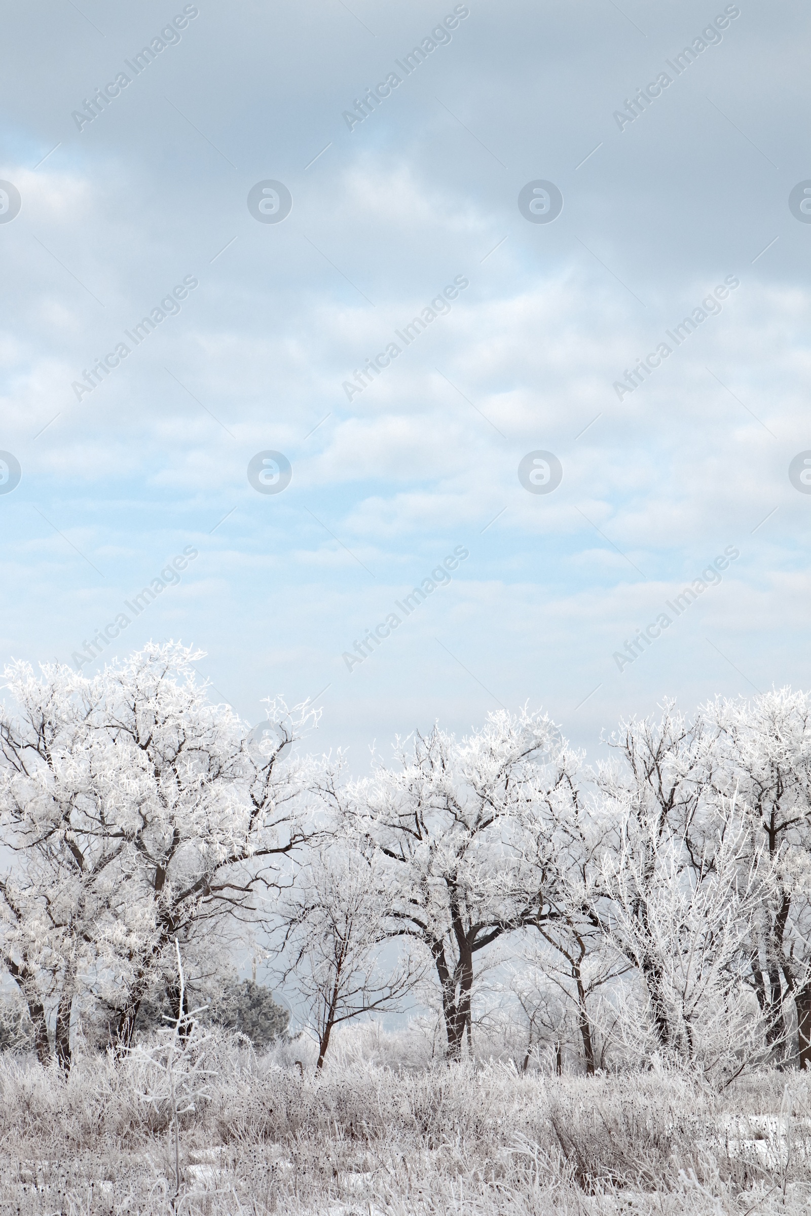 Photo of Plants covered with hoarfrost outdoors on winter morning