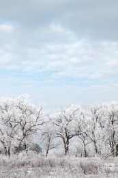 Photo of Plants covered with hoarfrost outdoors on winter morning