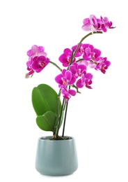 Photo of Beautiful tropical orchid flower in pot on white background