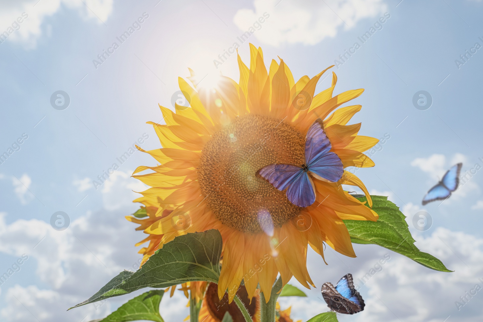 Image of Beautiful butterflies flying near sunflower outdoors on sunny day