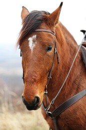 Photo of Woman riding adorable chestnut horse outdoors, closeup. Lovely domesticated pet