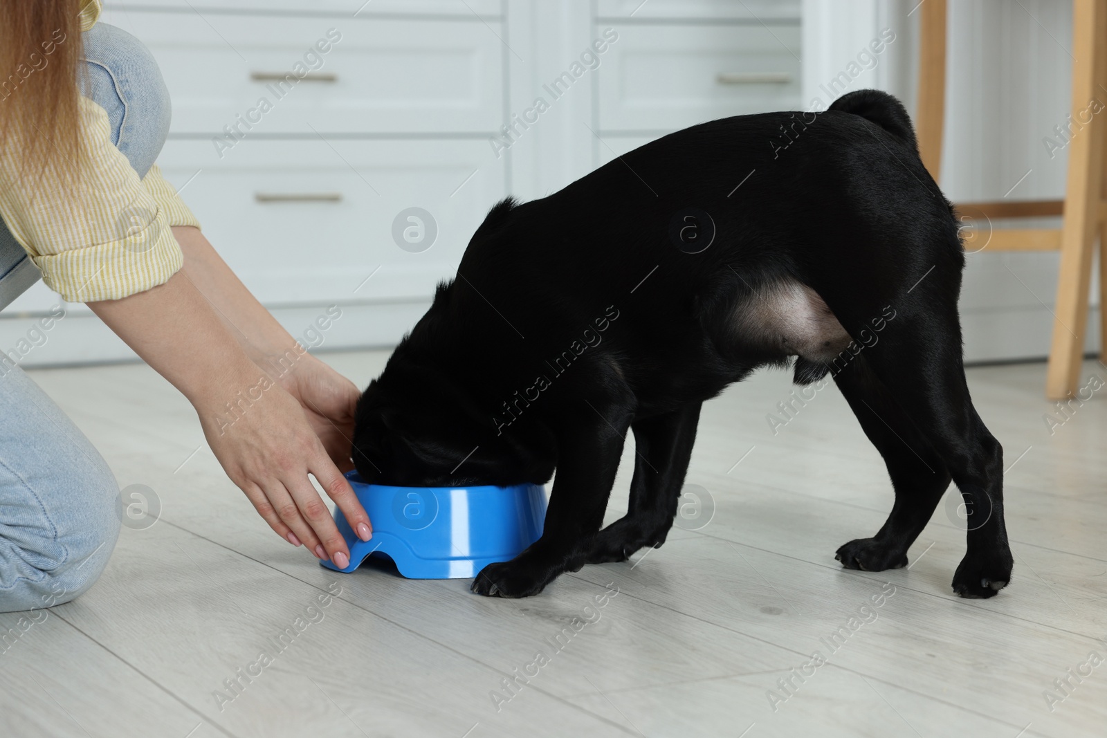 Photo of Woman feeding her adorable Pug dog in kitchen, closeup