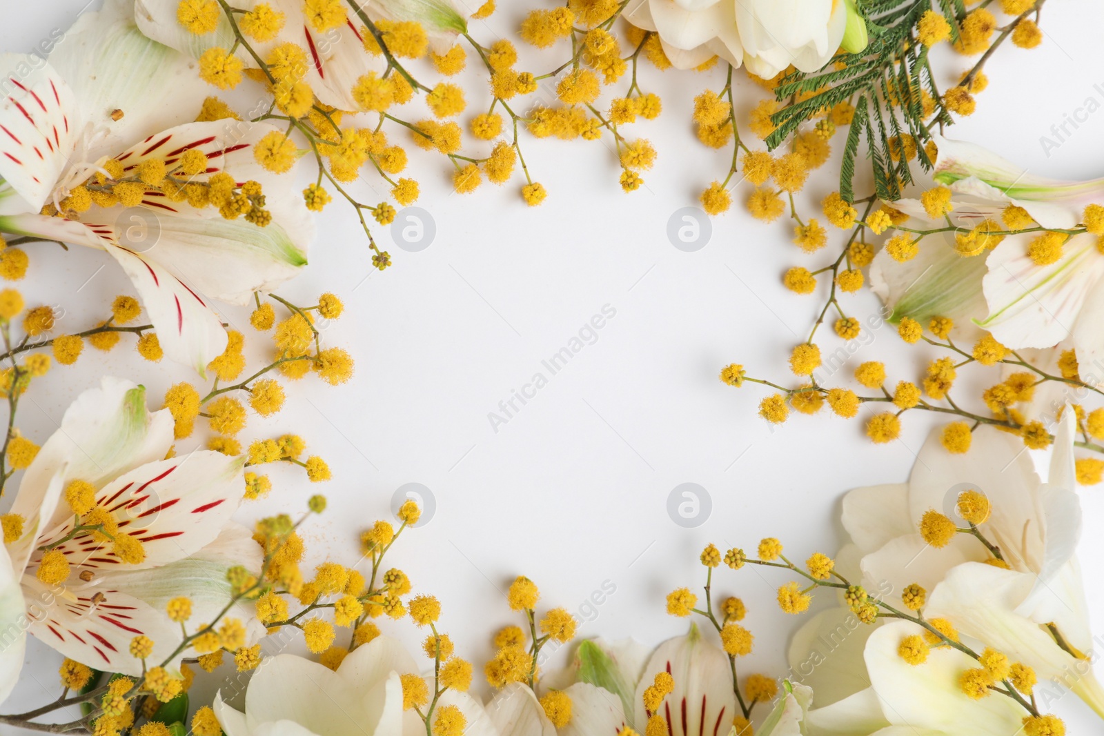 Photo of Frame of mimosa, alstroemeria and freesia flowers on white background, flat lay. Space for text