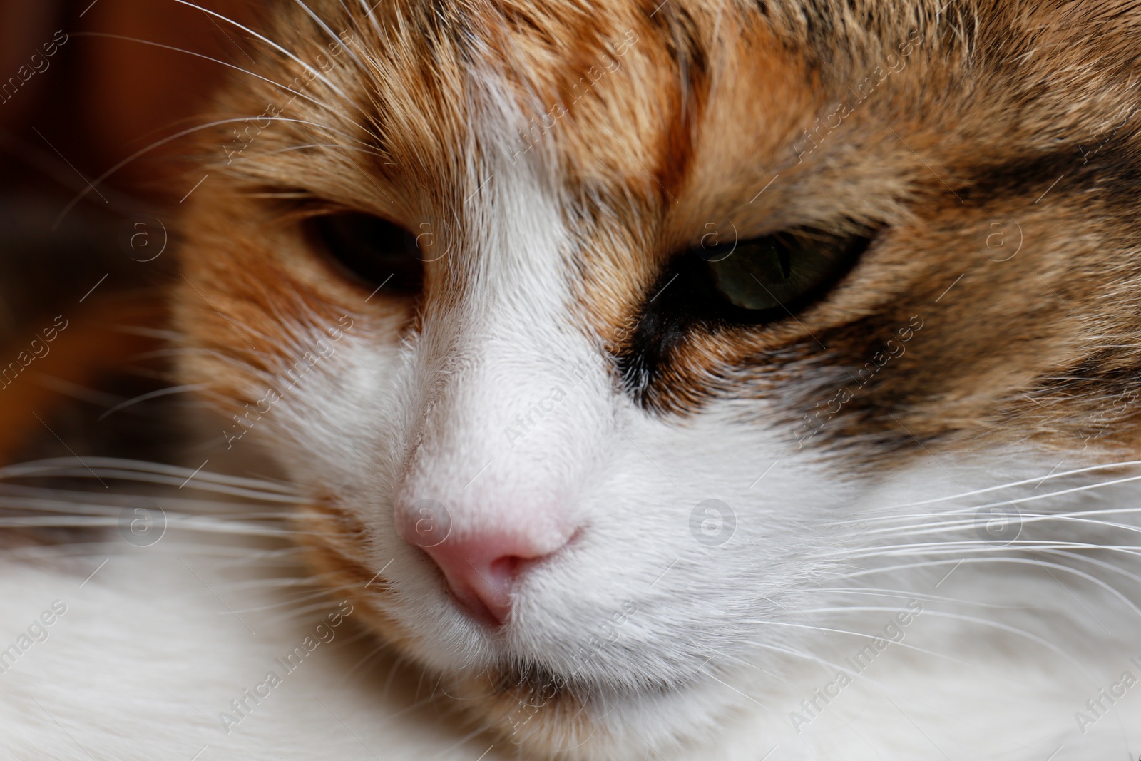 Photo of Closeup view of cute cat. Fluffy pet