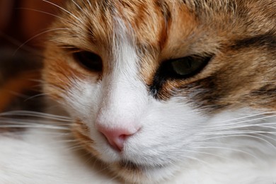 Photo of Closeup view of cute cat. Fluffy pet