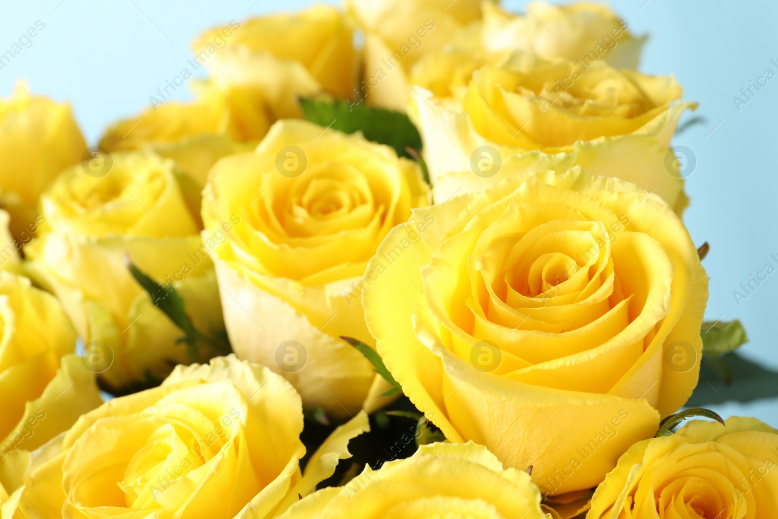 Photo of Beautiful bouquet of yellow roses on light blue background, closeup