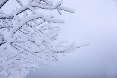 Beautiful tree branches covered with snow on winter day, closeup. Space for text