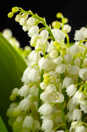 Photo of Beautiful lily of the valley flowers on black background, closeup