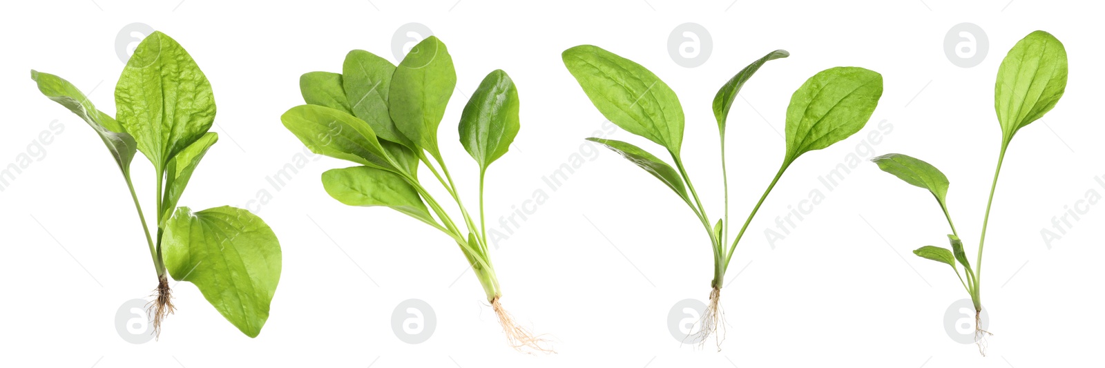 Image of Set with fresh broadleaf plantain plants on white background. Banner design