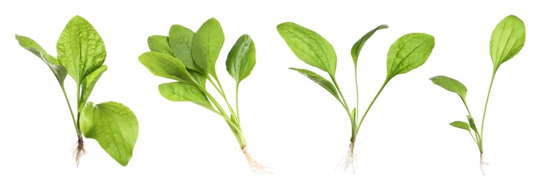 Set with fresh broadleaf plantain plants on white background. Banner design