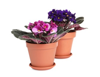 Photo of Beautiful potted violets on white background. Plants for house decor