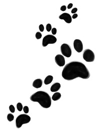 Dog paw prints on white background, illustration